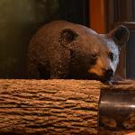 OTRA_2017_CN_0159 (August 28, 2017)